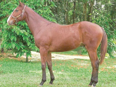 Haras San Miguel trae a los futuros campeones en subasta
