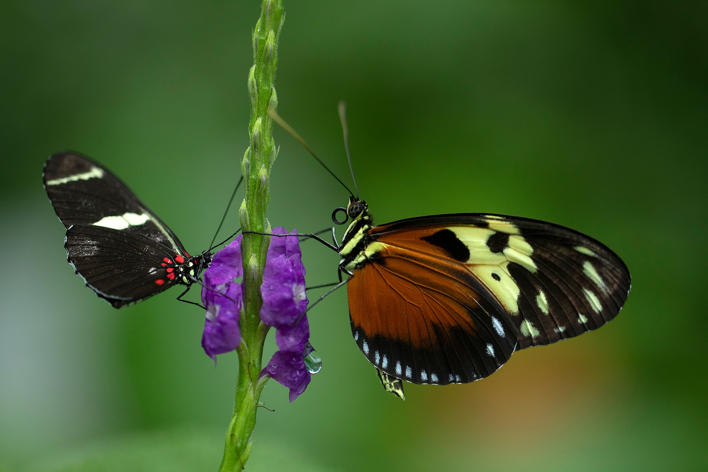 Las mariposas: hermoso tesoro natural