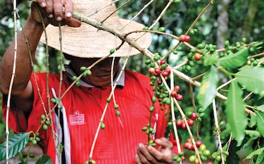 Cosecha de café en Chiriquí, en la mira de la Covid-19