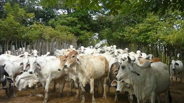 Recuperan 150 reses que fueron hurtadas en la provincia de Los Santos