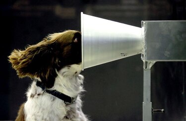 Los increíbles animales que realizan trabajos especializados que ni los seres humanos ni los robots pueden hacer