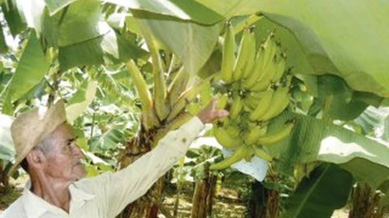 La raíz del conflicto en Bocas del Toro: entre el banano, el sindicato y la represión