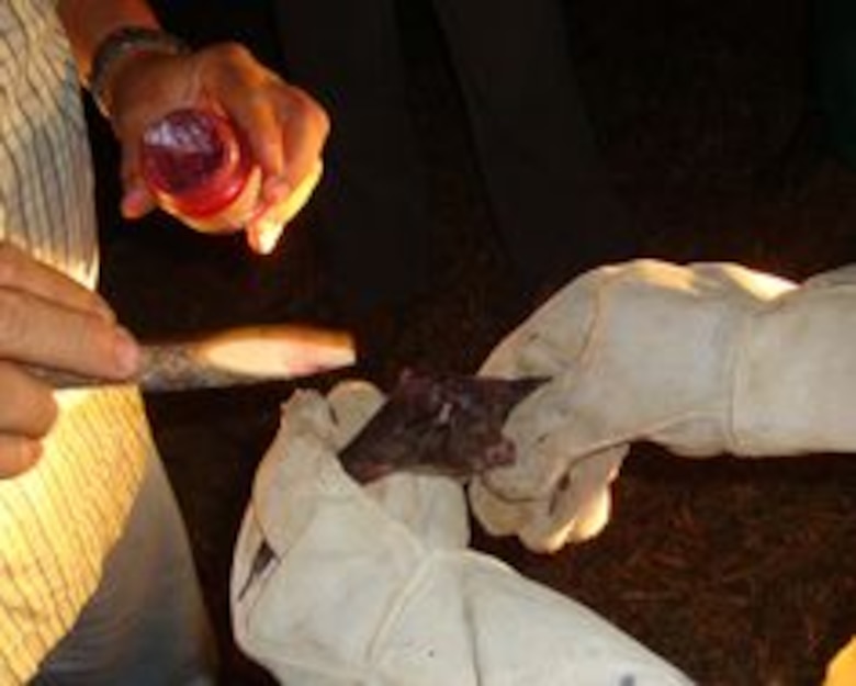 Disminuye la incidencia de mordedura de vampiros en Azuero
