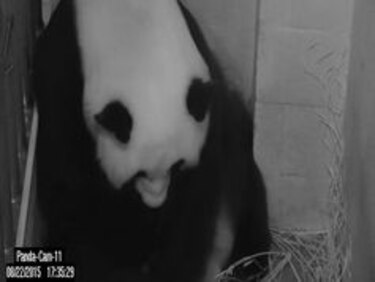 Zoológico de Washington cree que sobrevivirán cachorros de panda