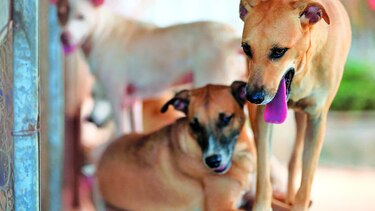 Proponen cárcel por maltrato de animales