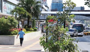 Ordenan el verdor urbano