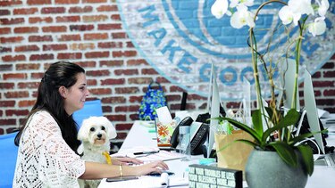 Oficinas son territorios de mascotas