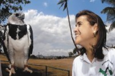 El vuelo del águila arpía