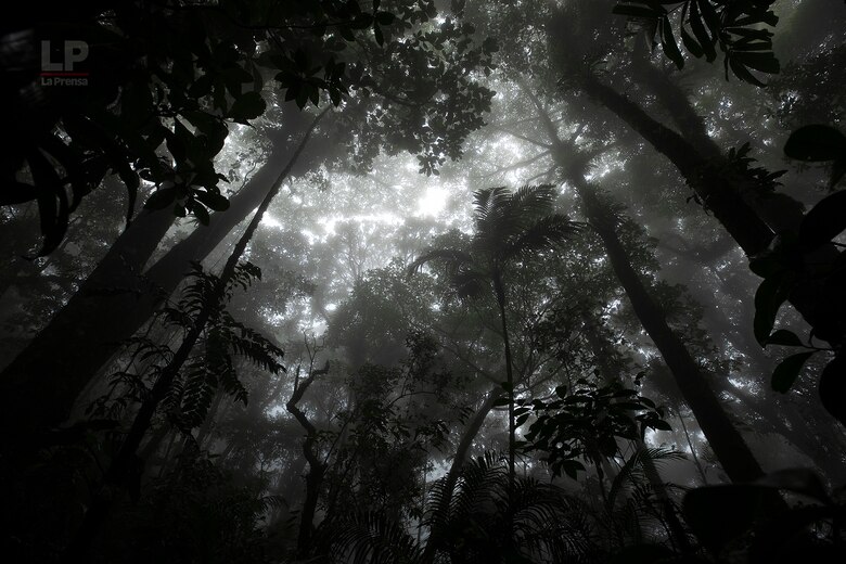 Cerro Chucantí: en busca de ‘Greta Thunberg’ y de los tesoros de las tierras altas del Darién