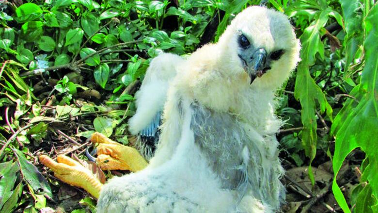 Harpías y ecoturismo