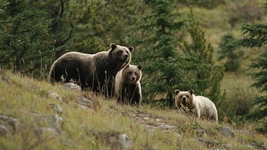 Una mujer y su bebé mueren en presunto ataque de oso grizzly en Canadá