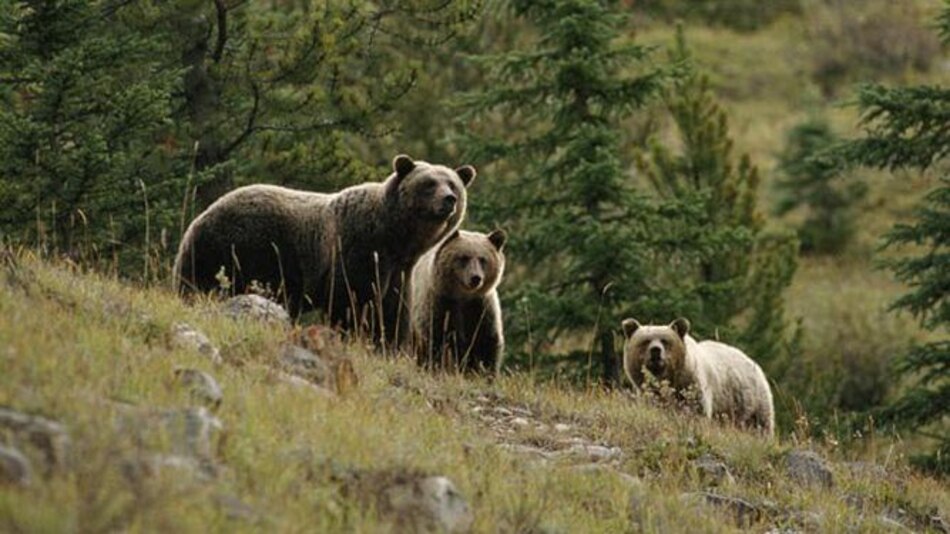 Una mujer y su bebé mueren en presunto ataque de oso grizzly en Canadá