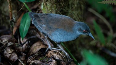 ‘Después de 200 años, volvemos a ver esta especie’: el sorpresivo regreso de las aves perdidas a las Islas Galápagos