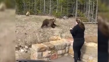 Mujer es encarcelada en Estados Unidos por acercarse a una osa grizzly para una foto