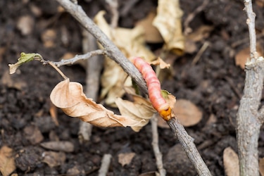 Panamá confirma dos casos de gusano barrenador en humanos