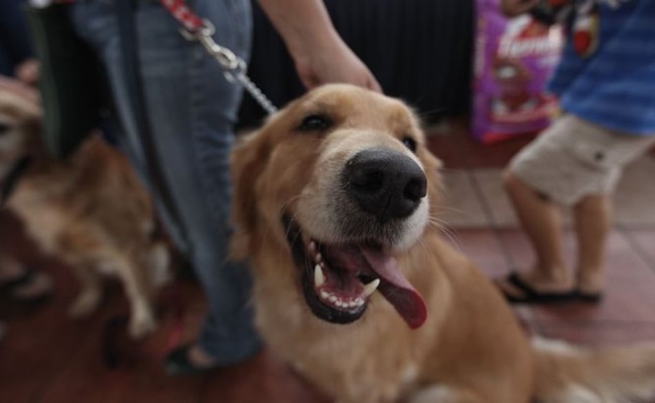 Maltrato a los animales no se detiene