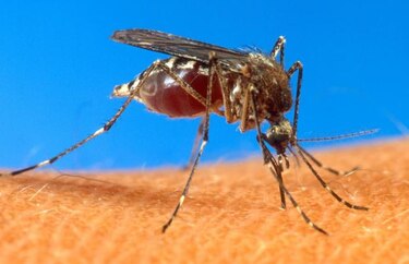 Francia producirá primera vacuna contra el dengue para 2015