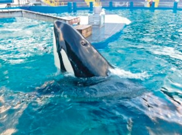 Orca ´Lolita´, a la lista de animales protegidos