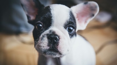 'Apps' que debes tener si tienes una mascota