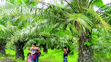 Cae la producción de la palma aceitera