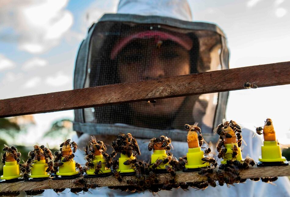 Apicultores crían abejas reinas para paliar efectos de la sequía
