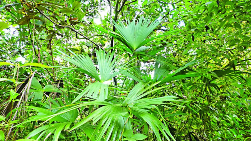 Deforestación atenta contra la palma bellota