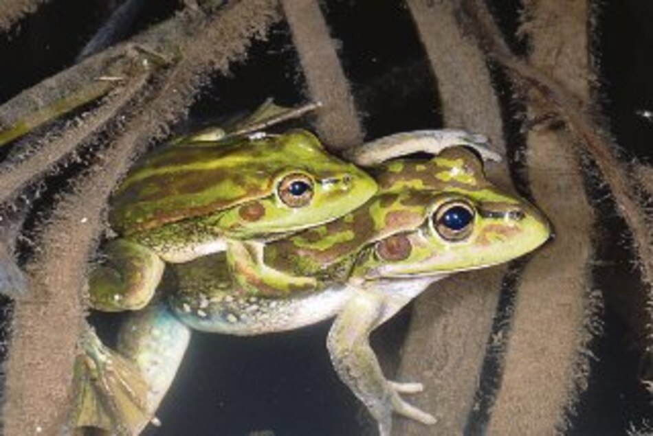 Aparece rana que se creyó extinta durante 30 años