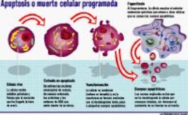 Células al borde del suicidio