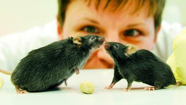 Menos peso en ratones obesos