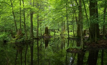 La ciudad de Hebrón y bosque polaco de Bialowieza, en agenda de la Unesco