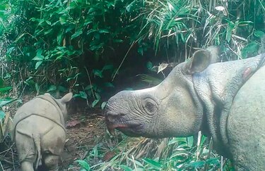 Avistan cachorros de rinocerontes de especie en extinción
