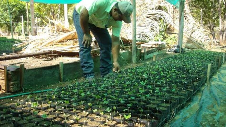 Preparan plan de reforestación para la cuenca media del río La Villa