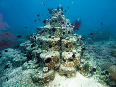 Espaldarazo a los corales