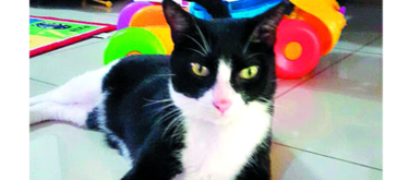 Penny, entre pelotas y peluches