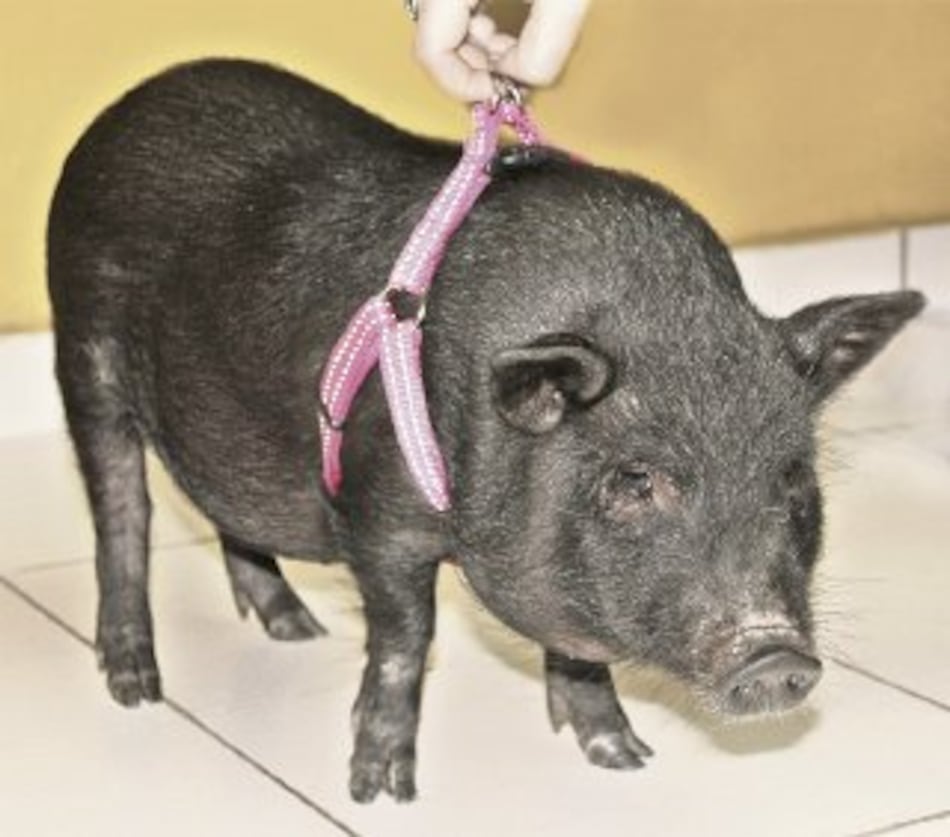 Cerditos vietnamitas