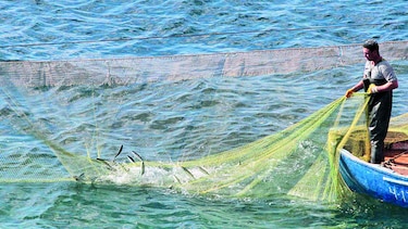 Pesca baja 40%, y la apuesta es la acuicultura