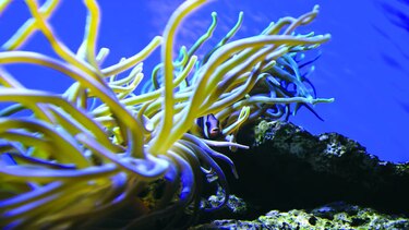 Maravillas del trópico