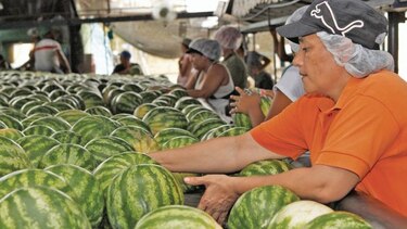 Madera y banano fortalecen las exportaciones de bienes