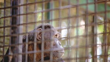 Quererlos es dejarlos libres en su ambiente