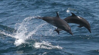 Más de 15 mil delfines fueron cazados en las Islas Salomón