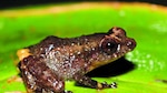 Cuatro ranas ‘made in Panama’
