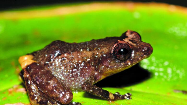 Cuatro ranas ‘made in Panama’