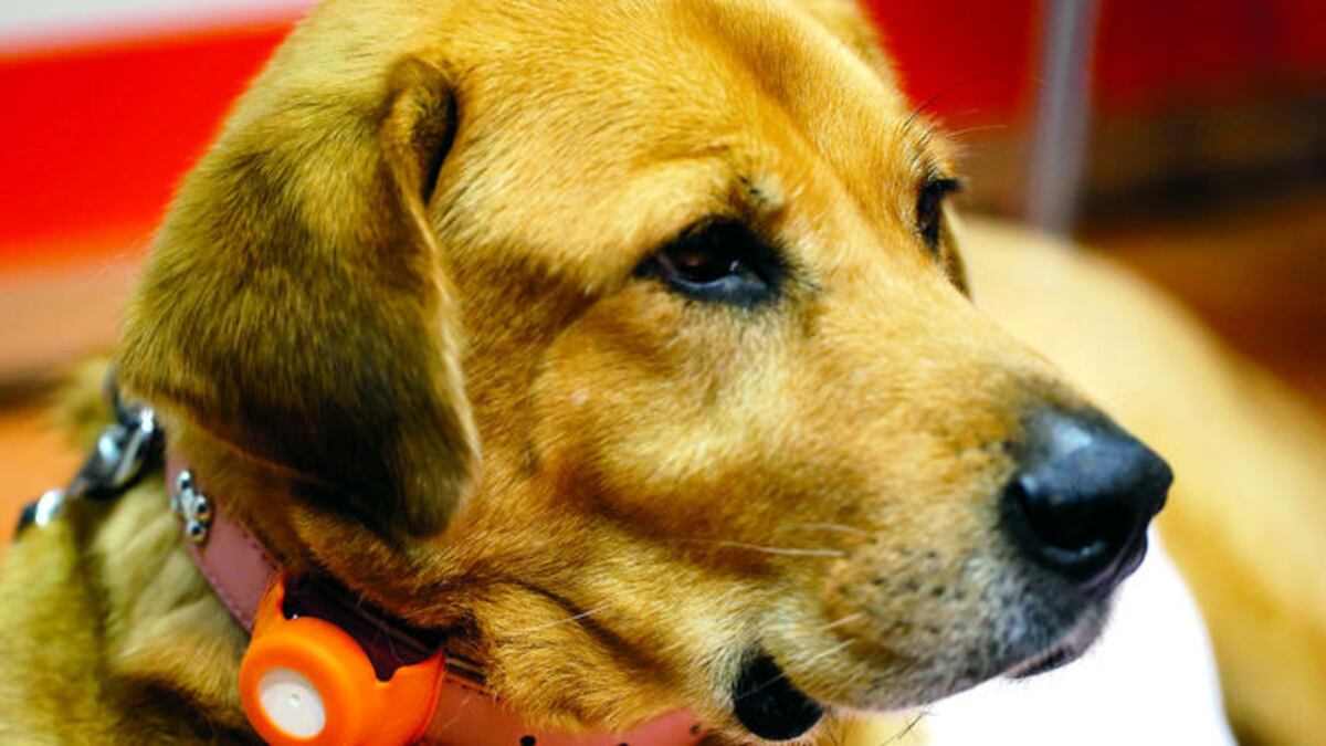 Sensor para perros de Anicall Corp. 2.