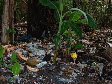 Isla Escudo de Veraguas: descontrol e inseguridad amenazan su conservación