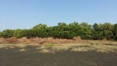 Ministerio de Ambiente investiga devastación de mangles en playa El Agallito, Chitré