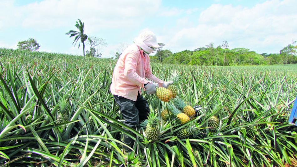 Cae la producción y exportación de piña