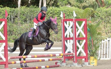 Equitación se pone en marcha