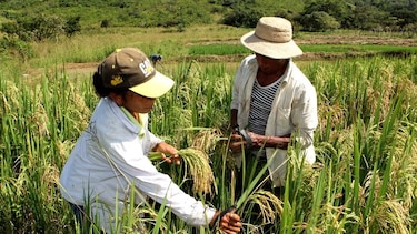 Siembra de arroz, en aprietos