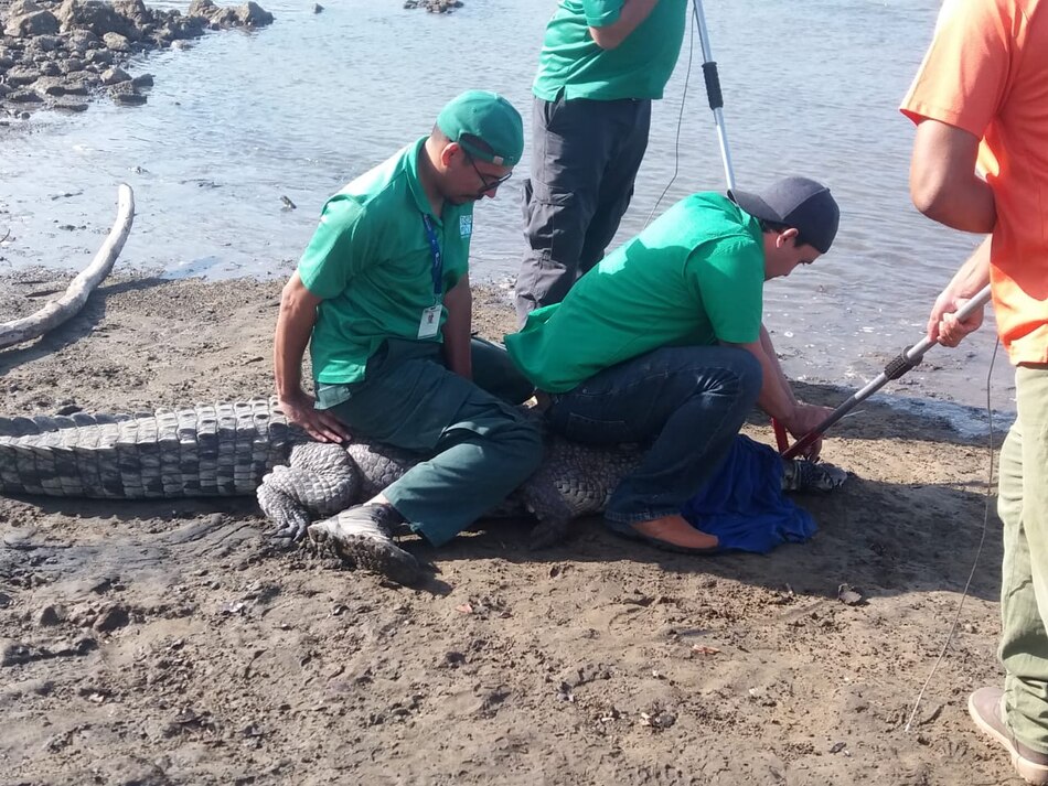 Miambiente rescata en Pedasí a un cocodrilo aguja