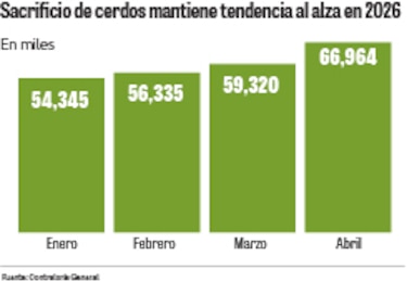 De sobrevivir a las importaciones a buscar mercados para exportar: el giro de la industria porcina panameña